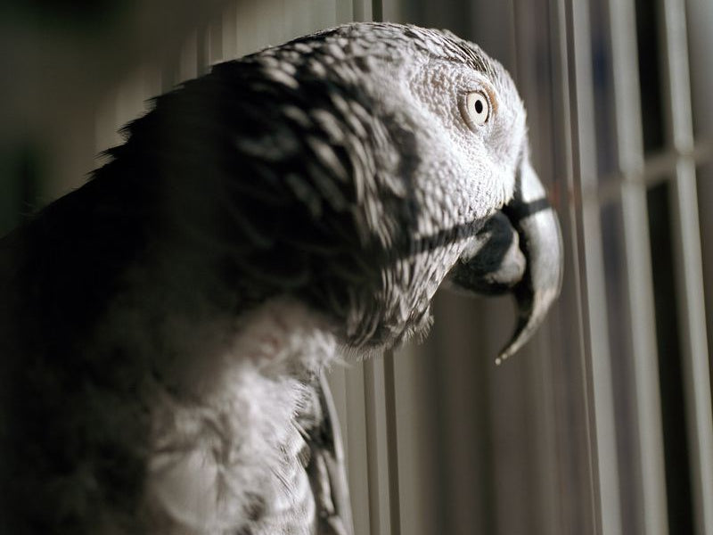 How the Right Cage Shapes a Parrot’s Health, Behaviour, and Future