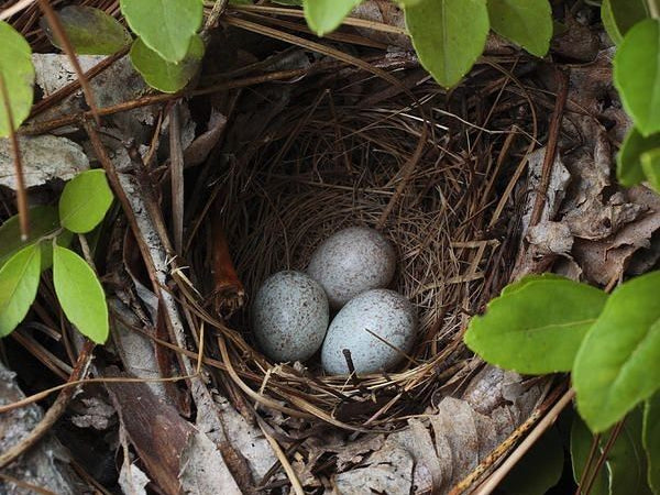 Why Proper Housing Matters for Successful Parrot Breeding