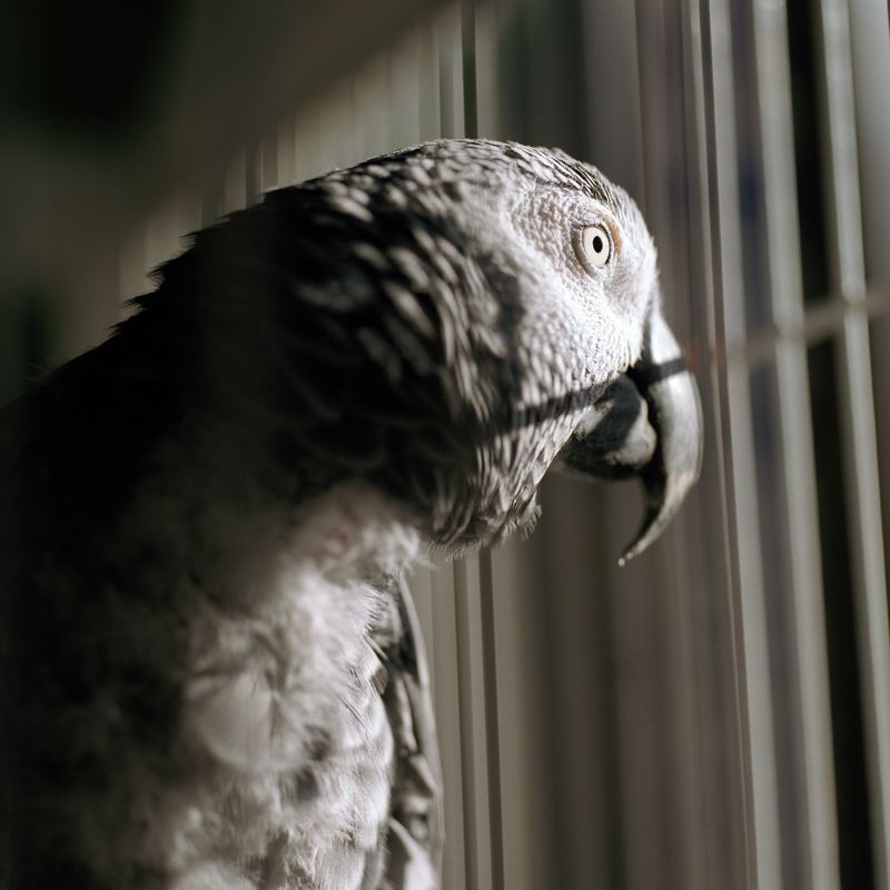 How the Right Cage Shapes a Parrot’s Health, Behaviour, and Future