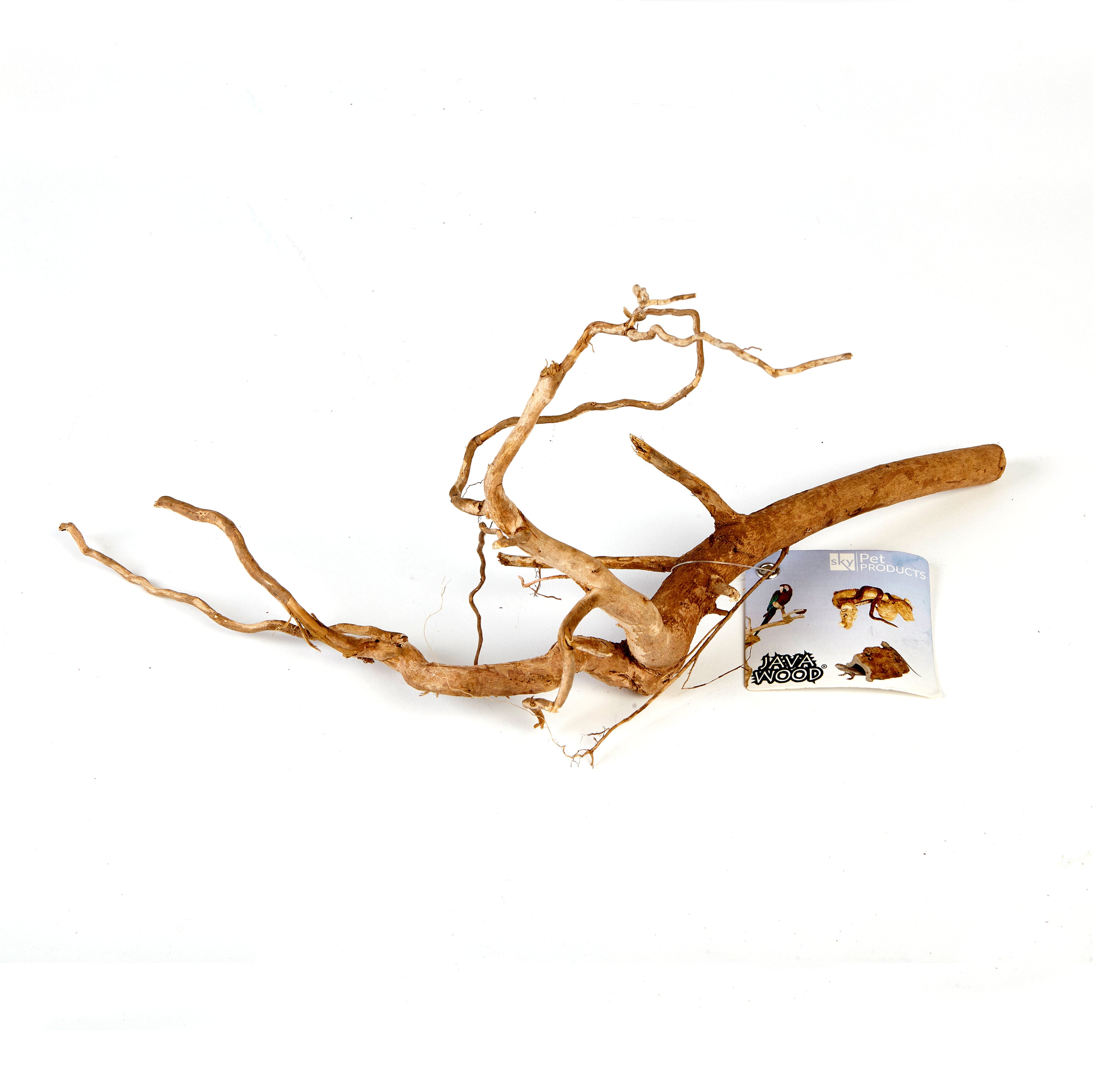 Small Golden Spider Root - 4263