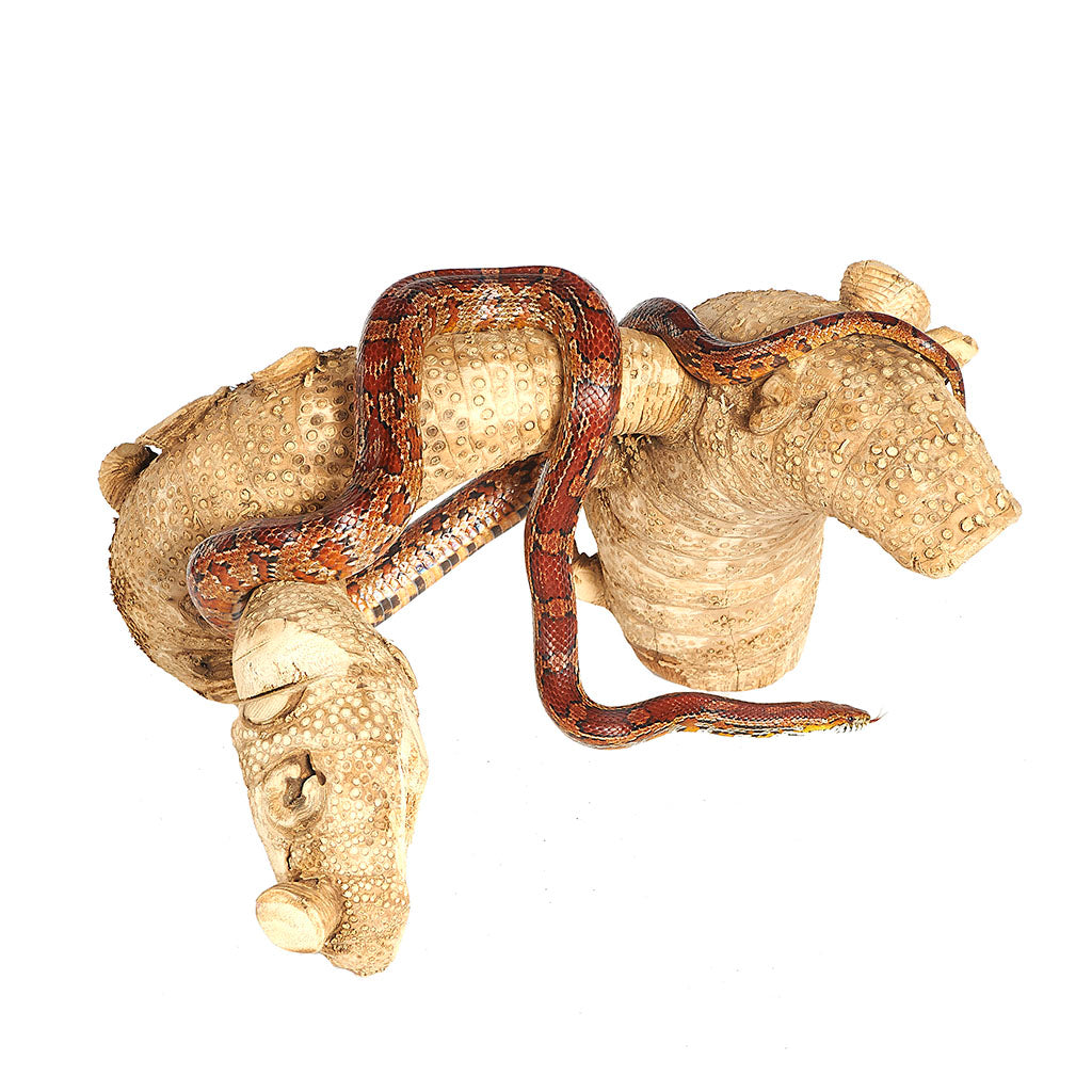 Medium Spider Root - 4205