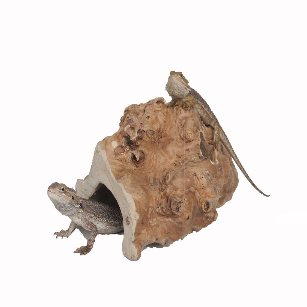 4200 - Half Java Reptile Hide