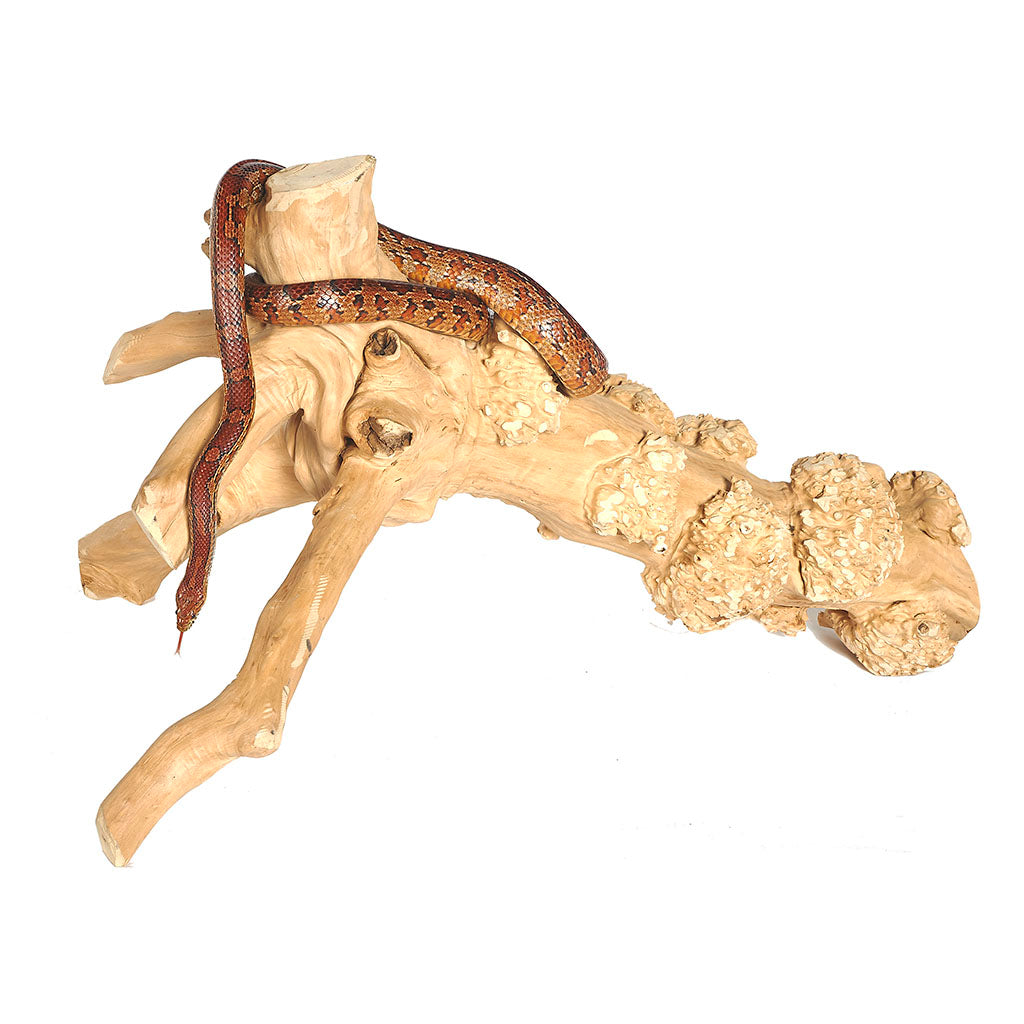 Large Java Reptile Branch - Model 4252